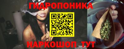 шишки Новодвинск