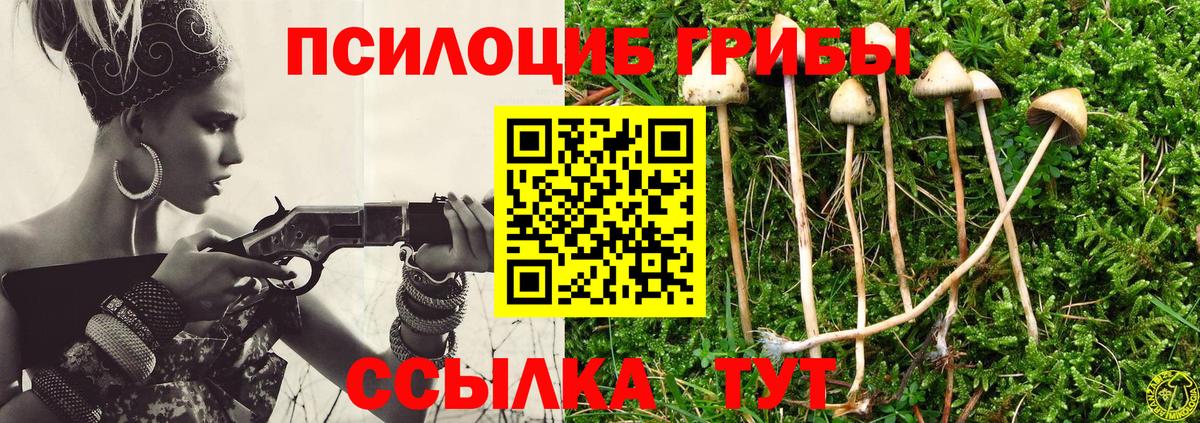 Псилоцибиновые грибы Psilocybe Химки