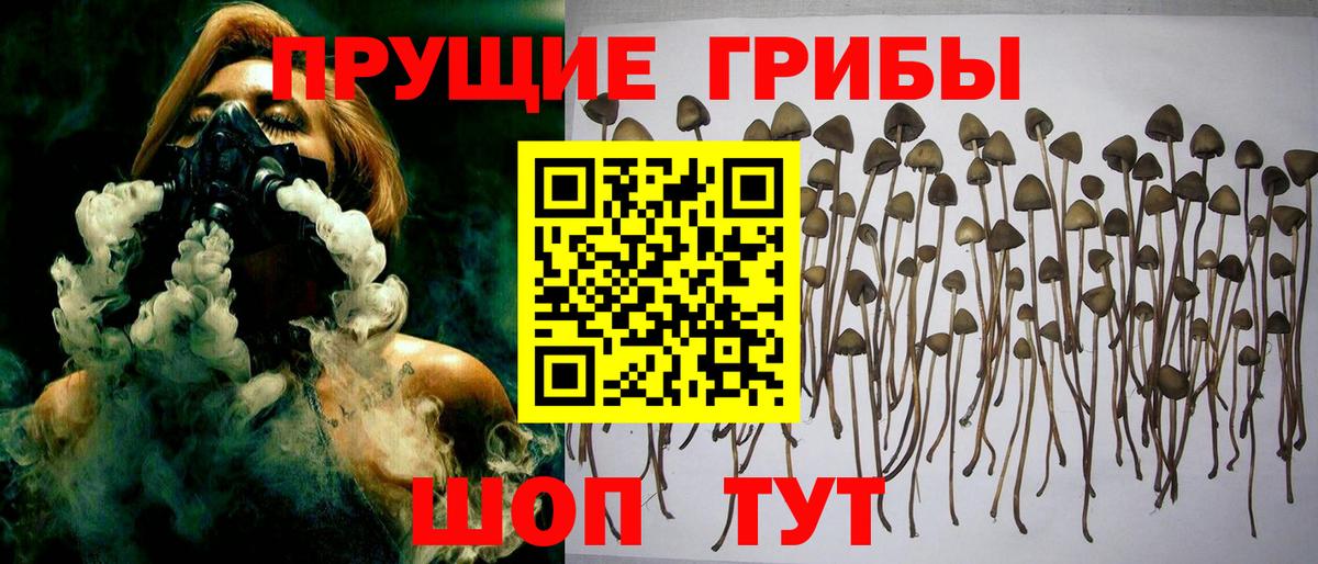 Псилоцибиновые грибы мицелий  Вход с VPN  Химки  Галлюциногенные грибы Cubensis 